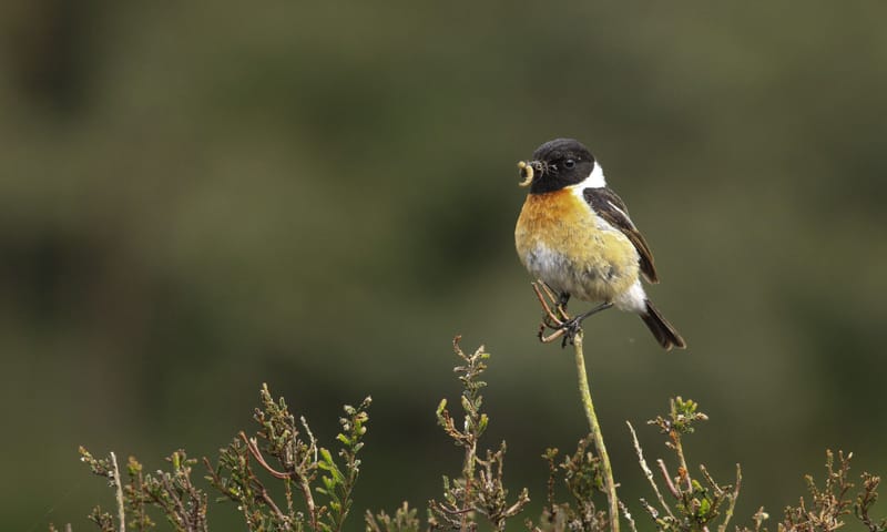 roodborsttapuit in de heide