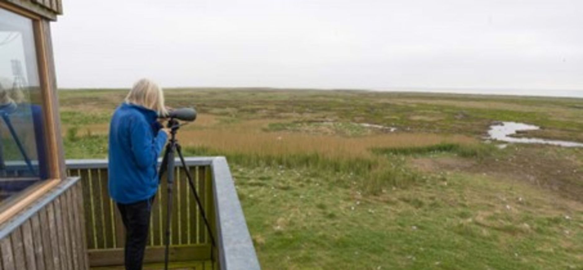 Vogeltelling op Griend