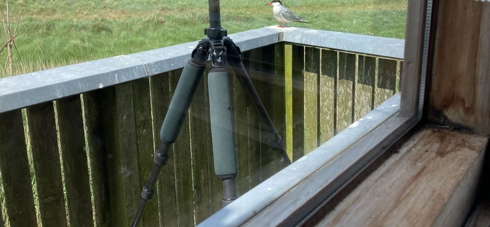 Vogeltelling op Griend