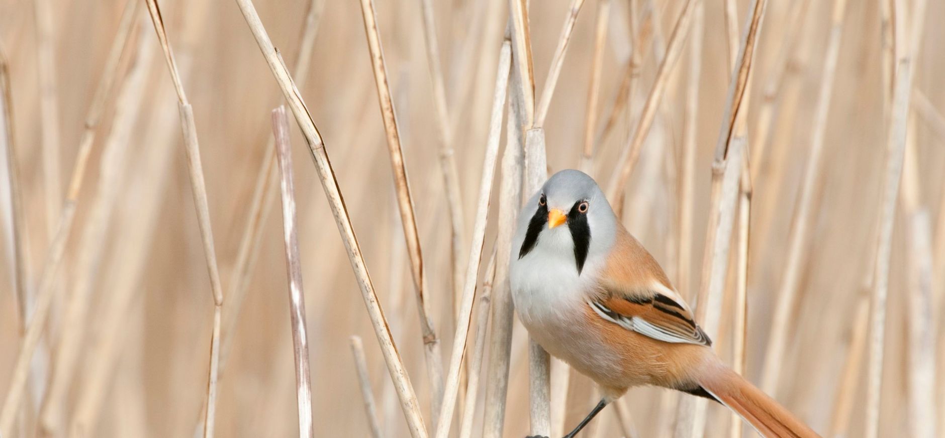 Baardman Baardman in het riet