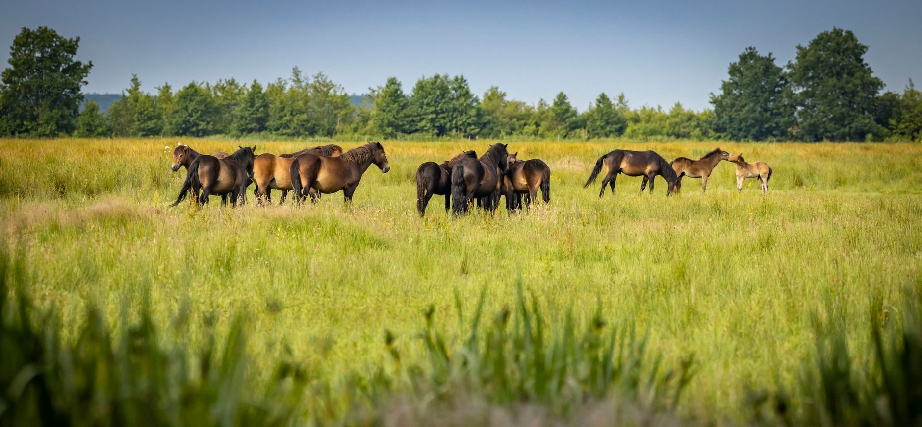 Exmoor pony's Exmoor pony's