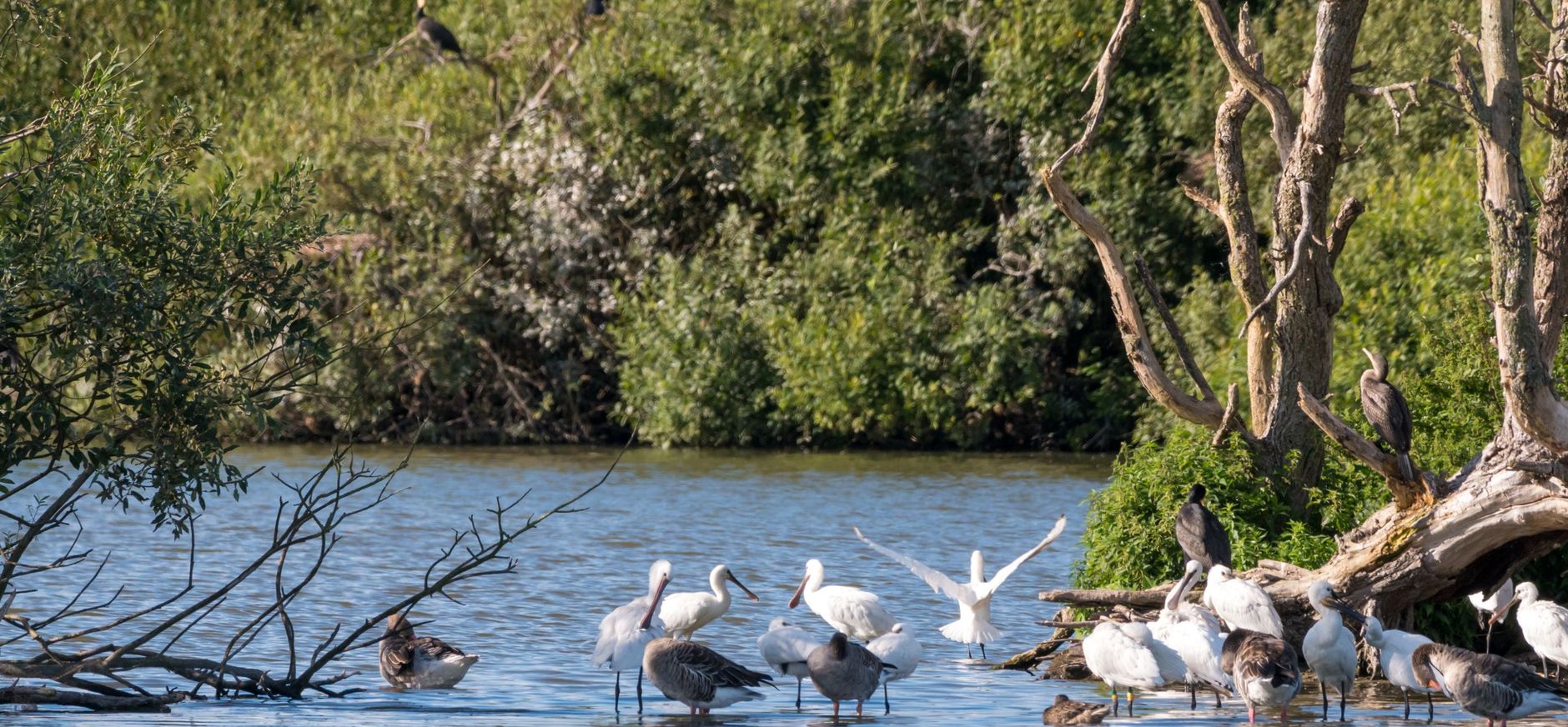 vogels bij de Westerplas