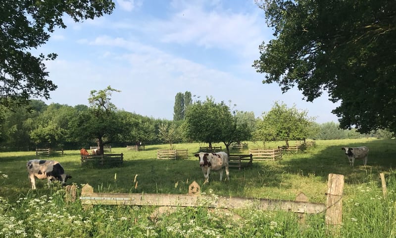 Hekenbroek