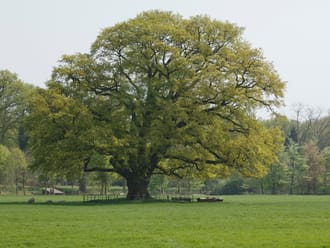 De 'Belastingeik' op buitenplaats Hilverbeek