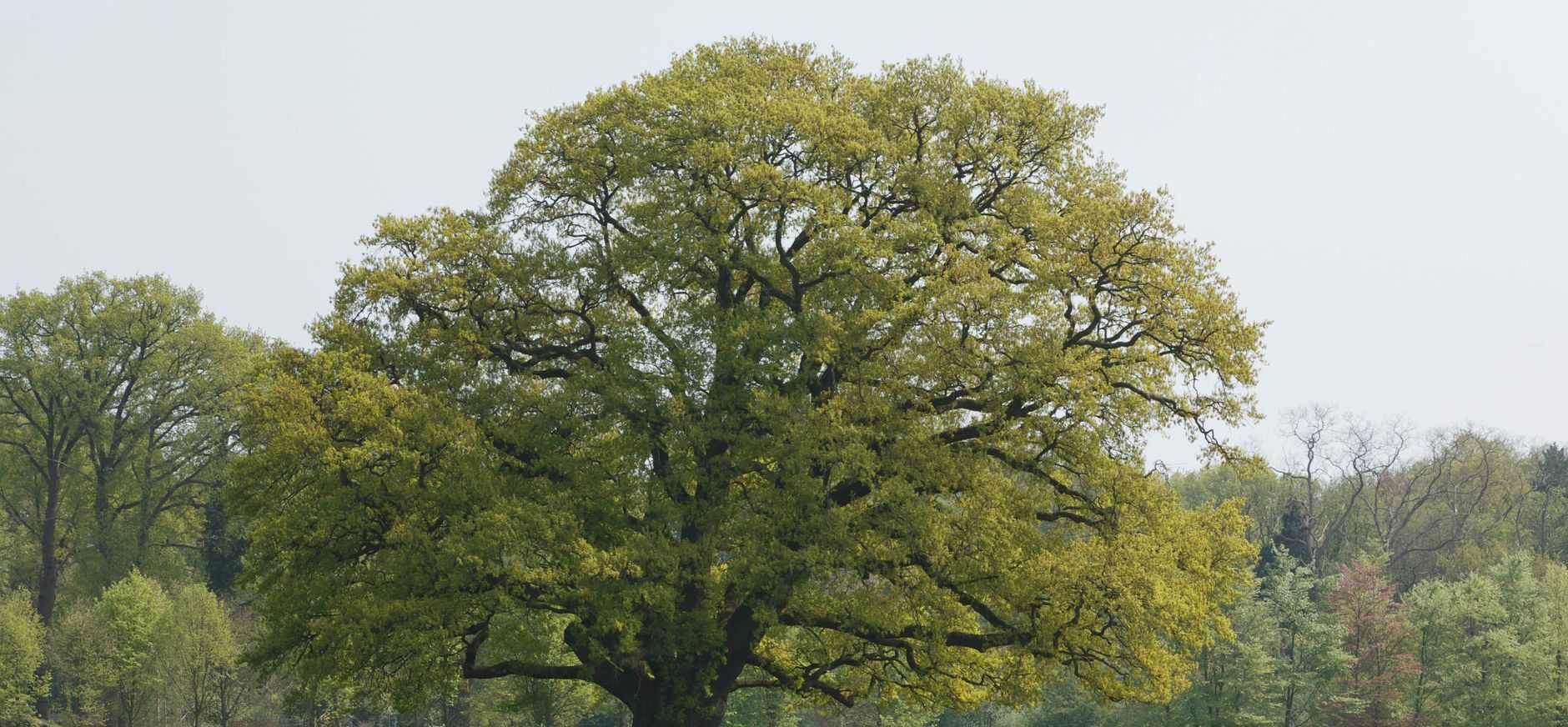 De 'Belastingeik' op buitenplaats Hilverbeek