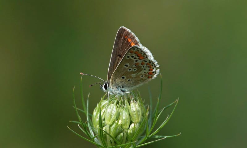 Bruin blauwtje Bruin blauwtje