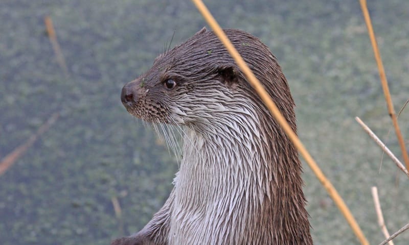 Otter
