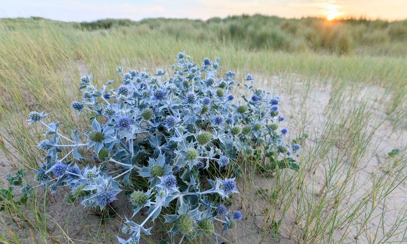 Blauwe Zeedistel