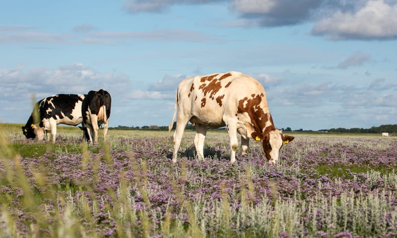 begrazing op Schiermonnikoog