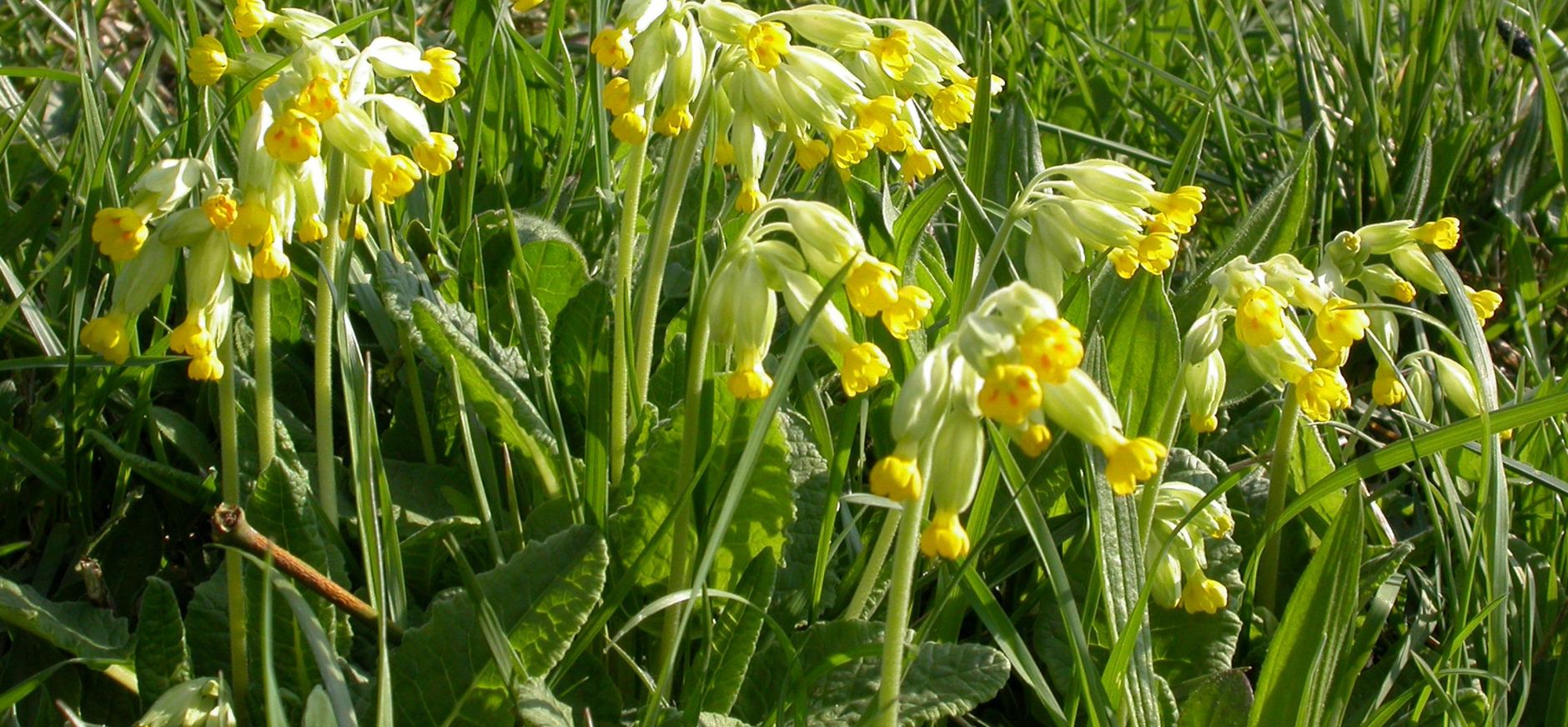 Slanke sleutelbloem Slanke sleutelbloem
