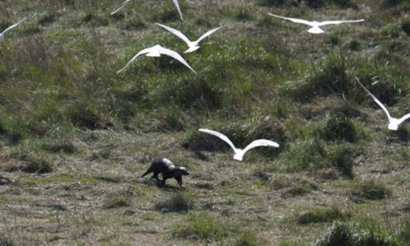 Otter op Griend
