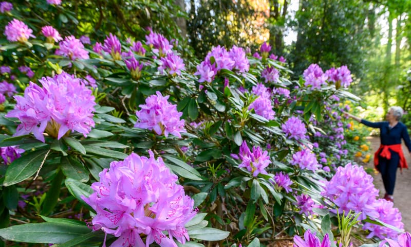 Op Gooilust wandel je tussen de rododendrons door.