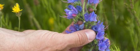 twee handen die een slangenkruidplant laten zien
