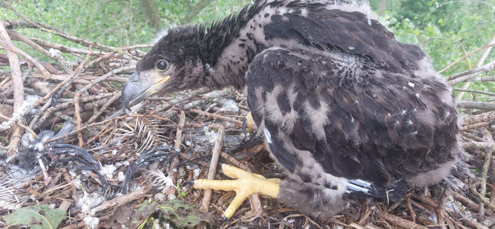 Zeearendjong Vogeleiland 2024