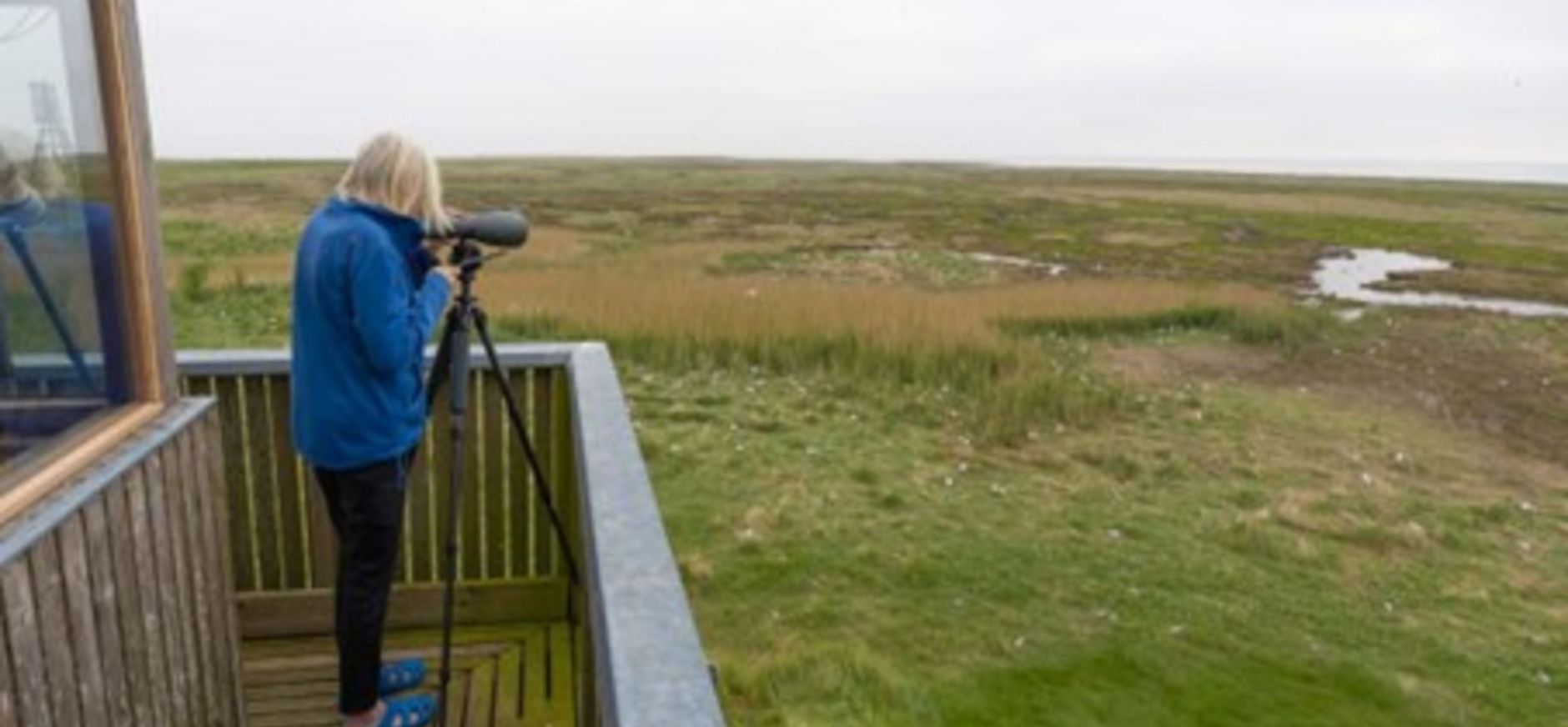 Vogeltelling op Griend