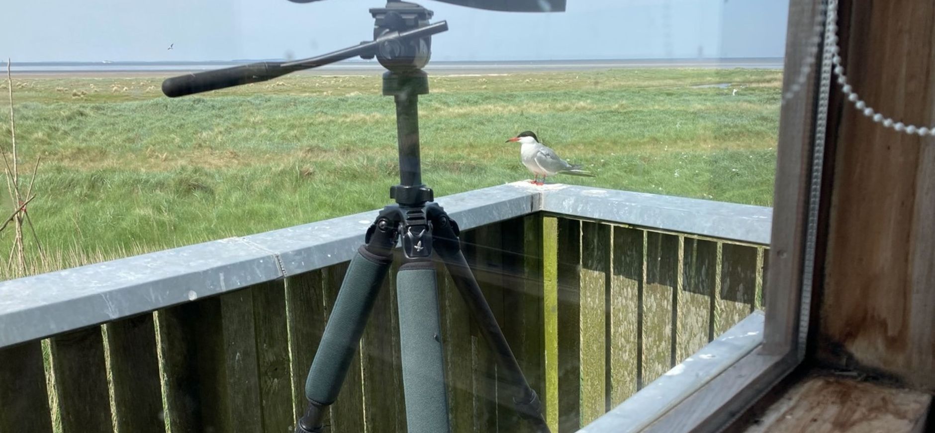 Vogeltelling op Griend