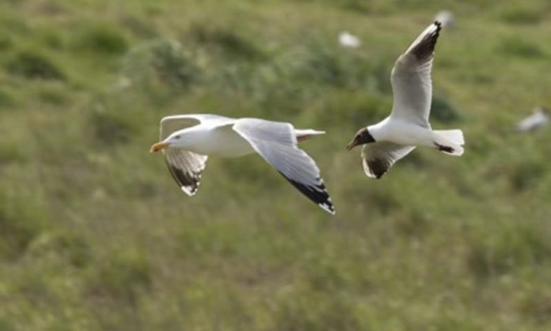Zilvermeeuw en kokmeeuw