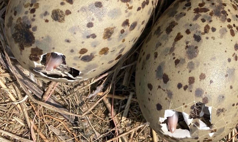 Uitkomende eieren van zilvermeeuwen