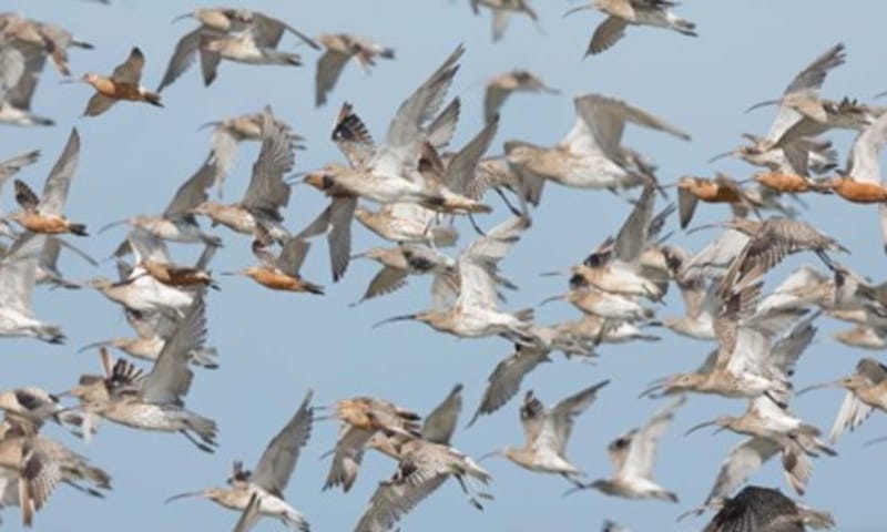 Wulpen en rosse grutto's