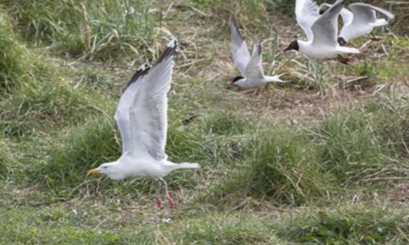 Strijd onder de meeuwen