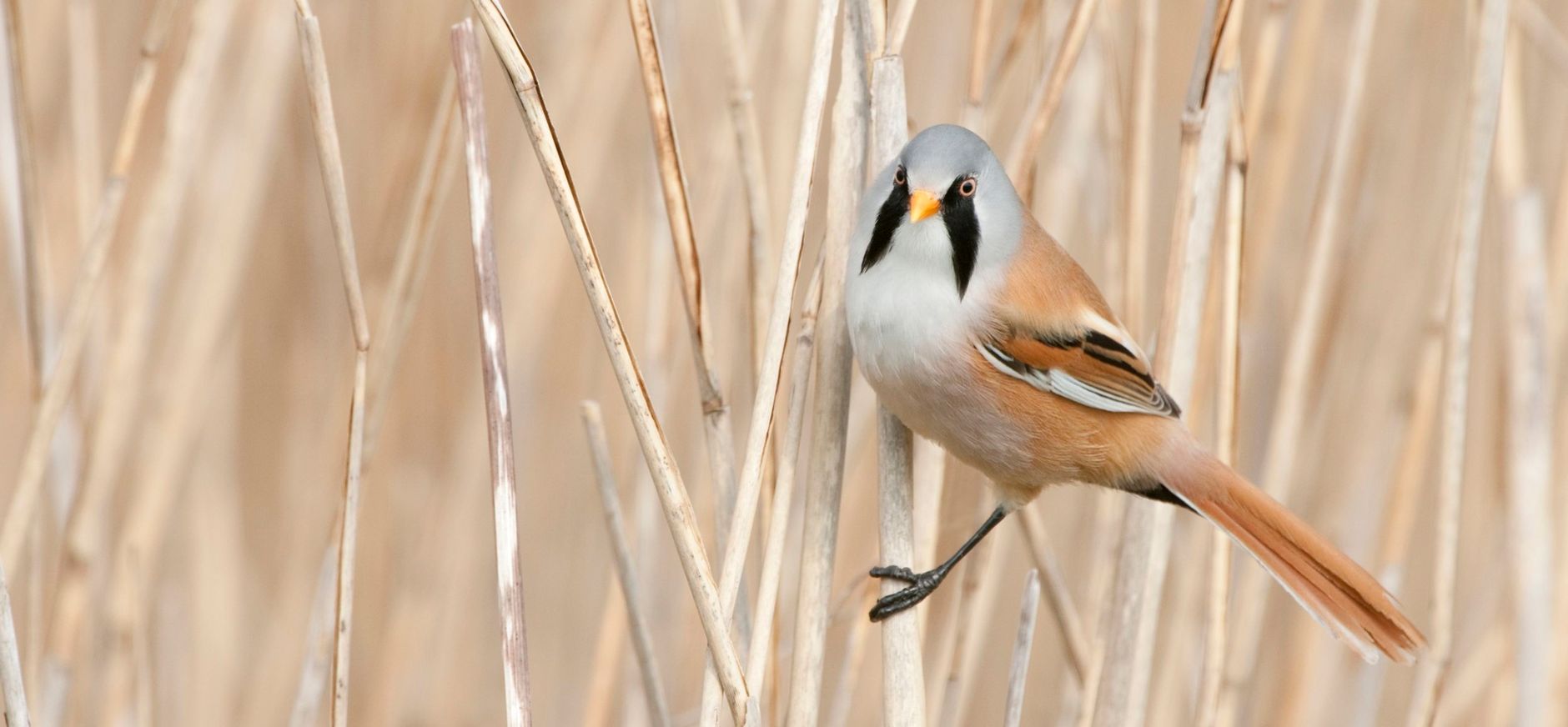 Baardman Baardman in het riet