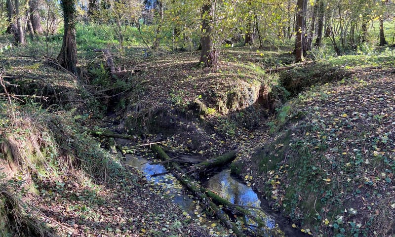 Diep ingesneden zijbeken Noor