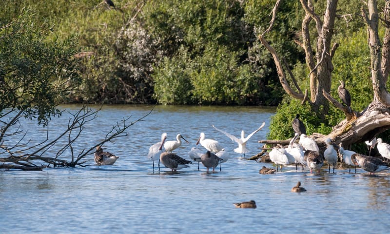 vogels bij de Westerplas