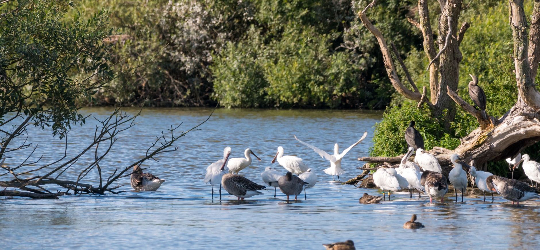 vogels bij de Westerplas
