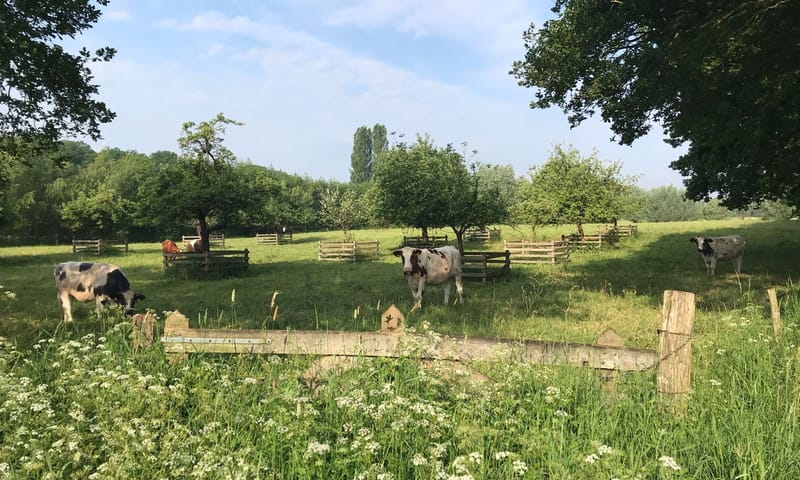 Hekenbroek