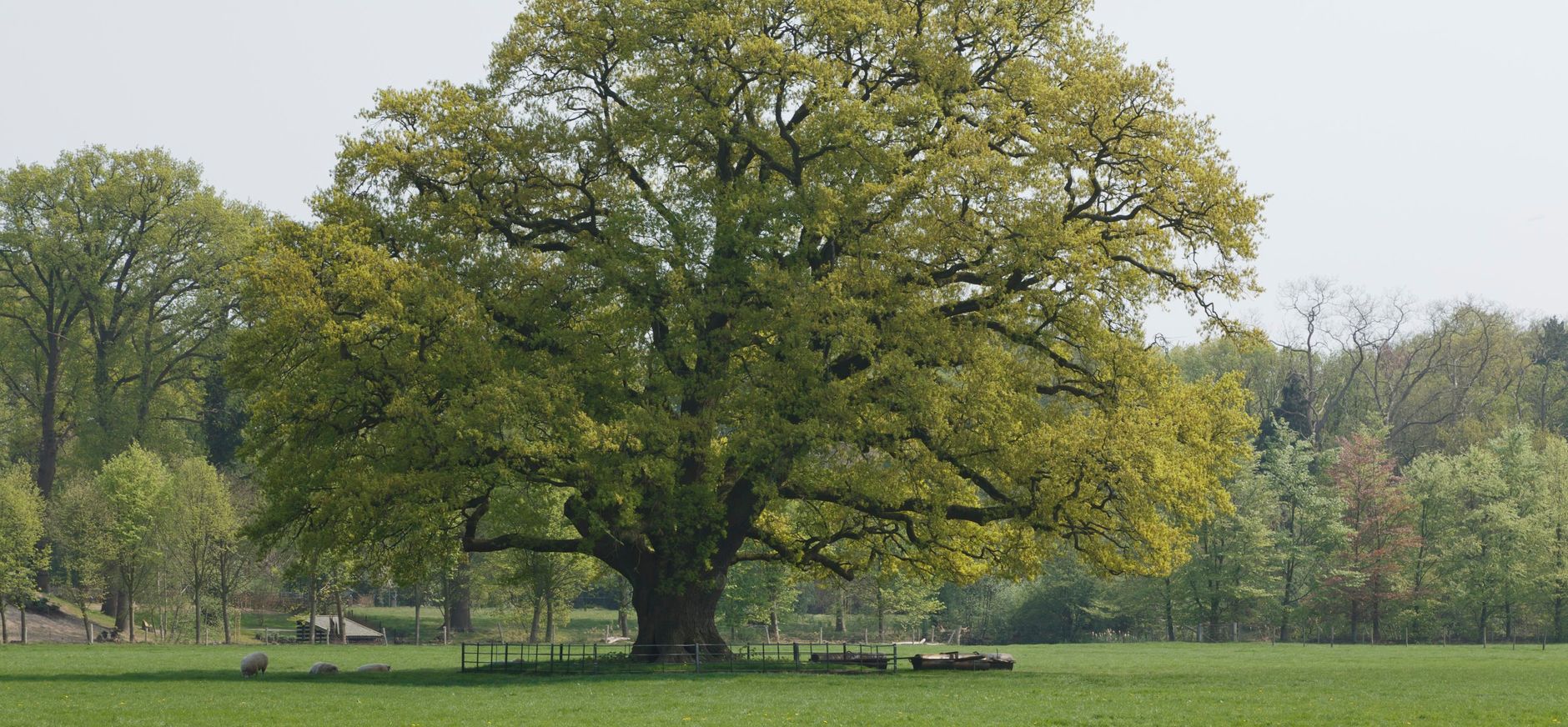 De 'Belastingeik' op buitenplaats Hilverbeek