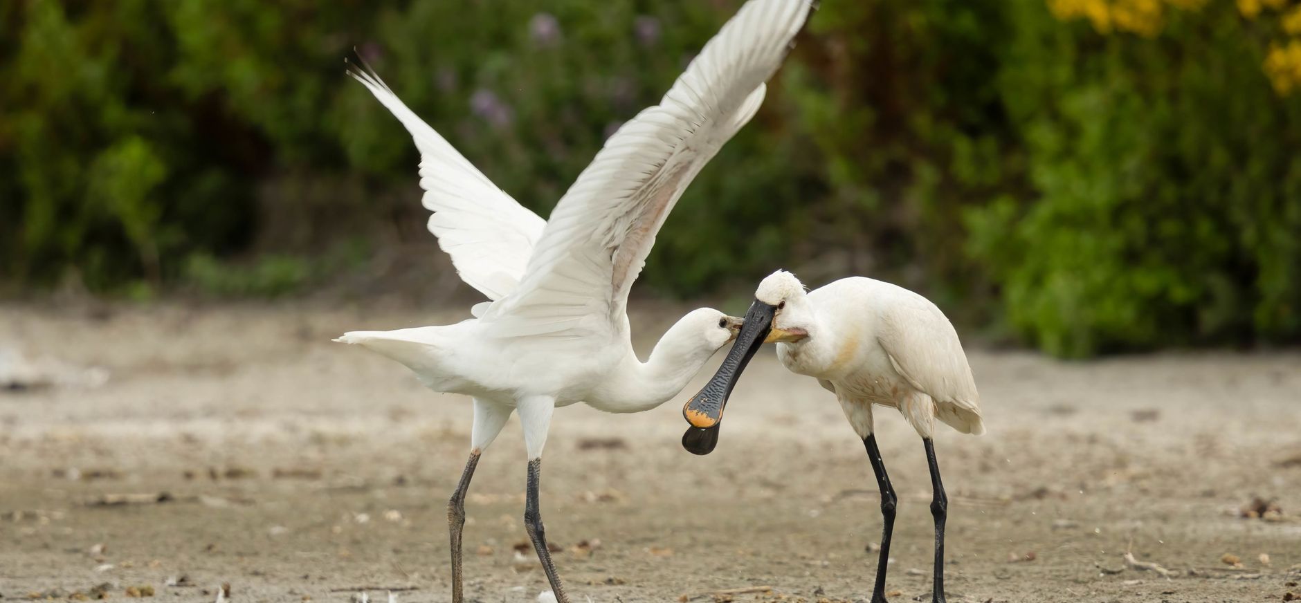 Een jonge Lepelaar bedelt om voedsel