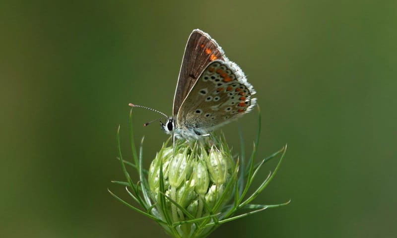 Bruin blauwtje Bruin blauwtje