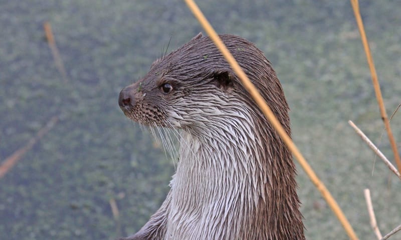 Otter
