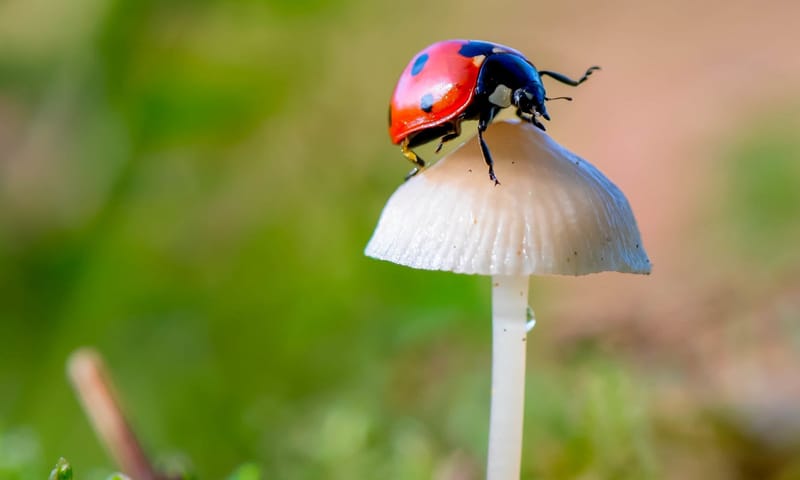 Lieveheersbeestje op paddenstoeltje