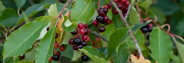 Amerikaanse vogelkers