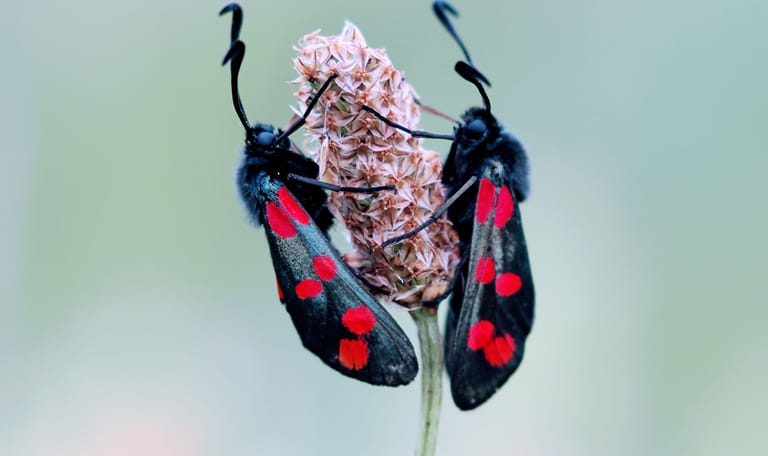 Twee Sint-Jansvlinders op bloem