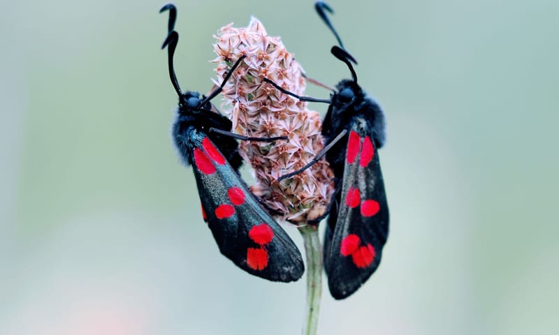Twee Sint-Jansvlinders op bloem