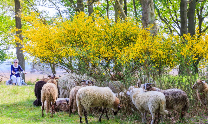 Dwingelderveld, Drenthe