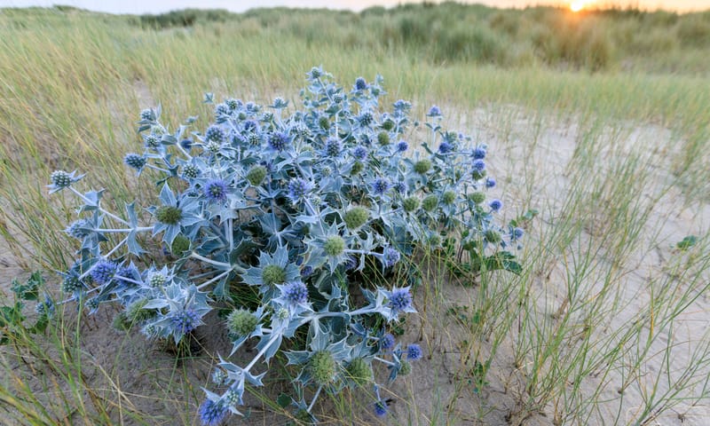 Blauwe Zeedistel
