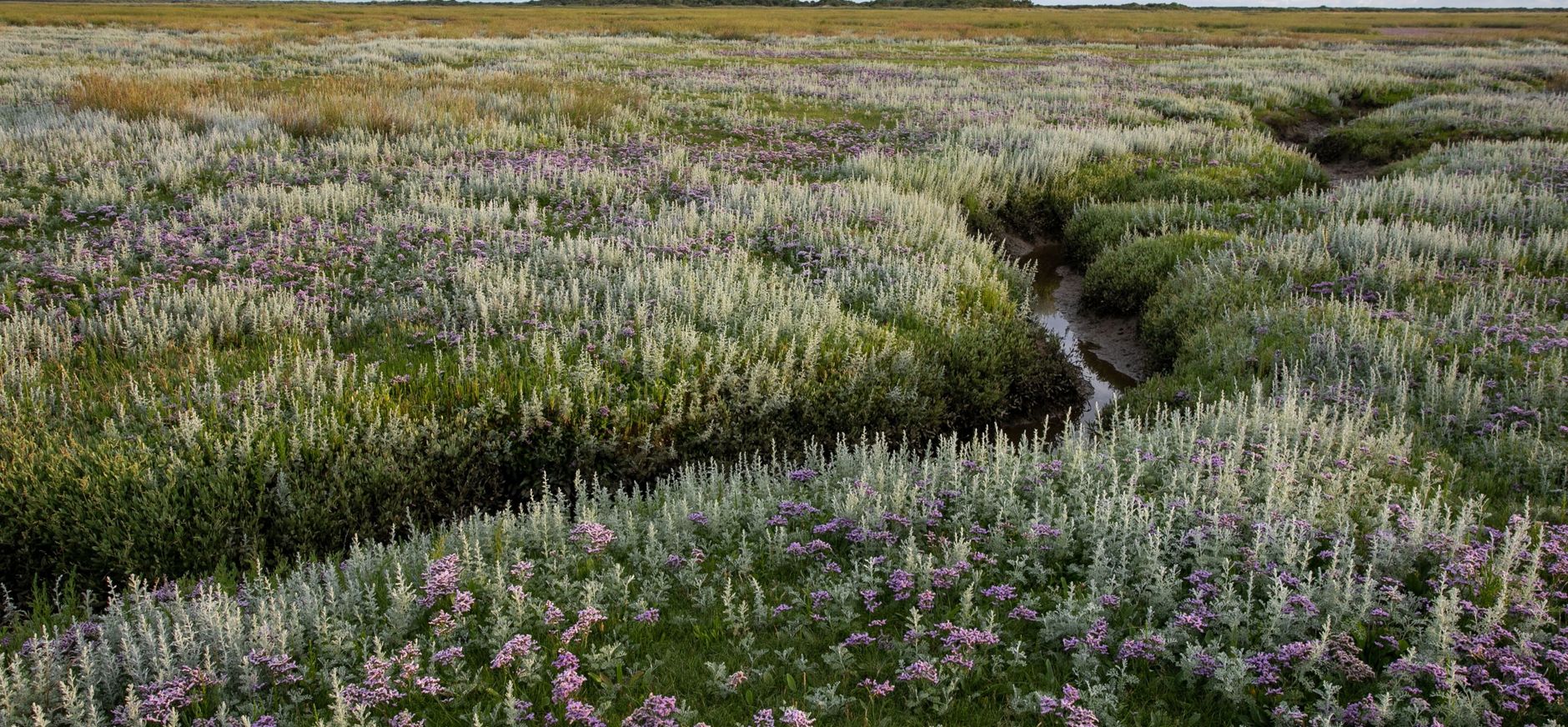 Kwelder Schiermonnikoog