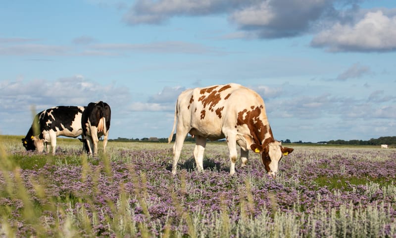 begrazing op Schiermonnikoog