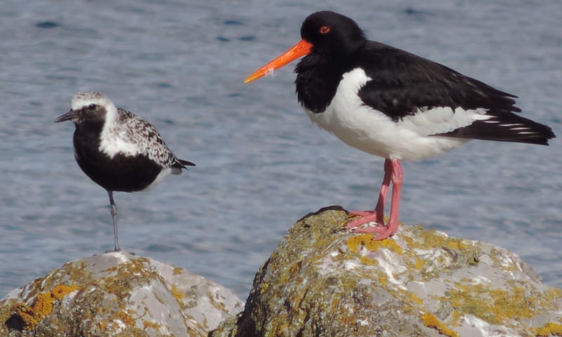 Zilverplevier en scholekster