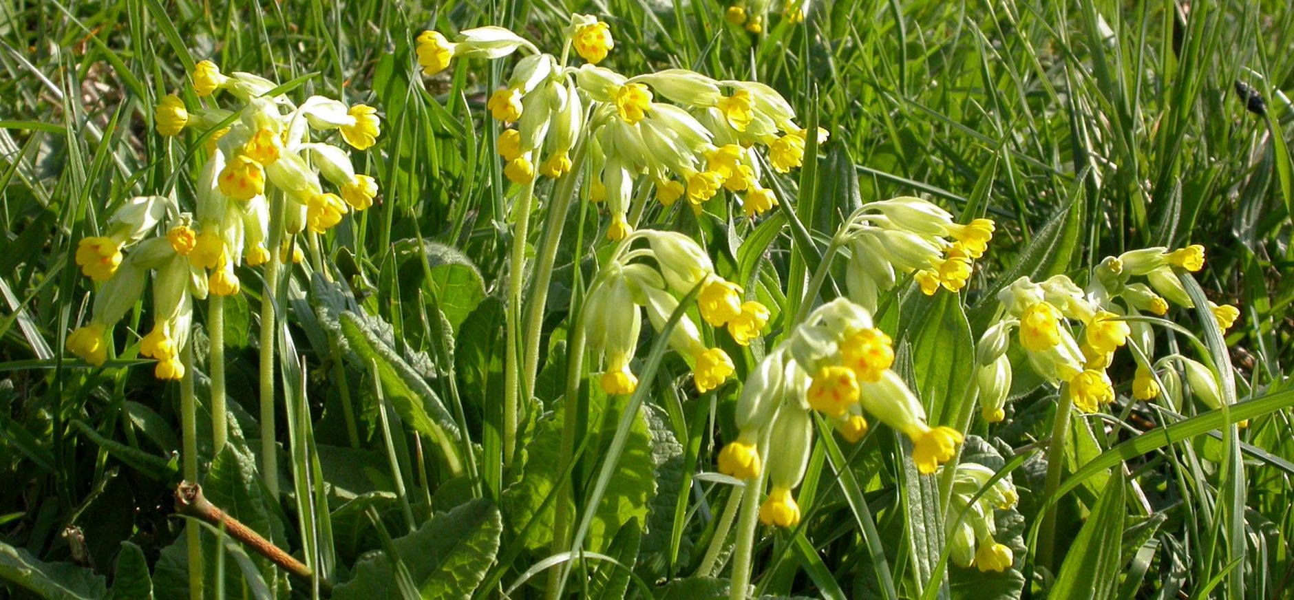 Slanke sleutelbloem Slanke sleutelbloem