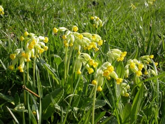 Slanke sleutelbloem