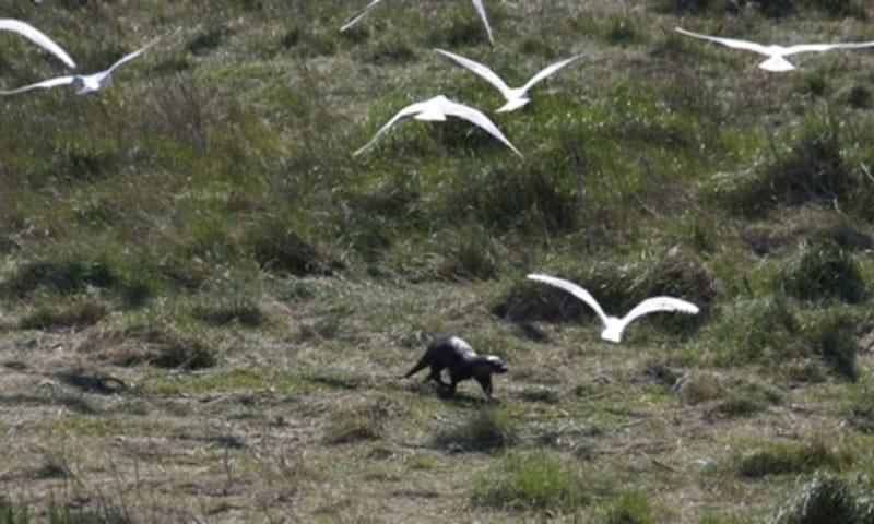 Otter op Griend
