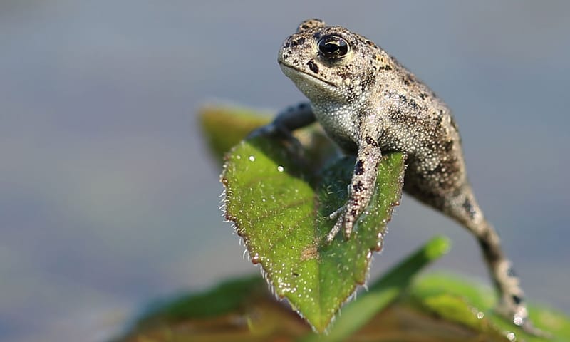 Rugstreeppadje in het water