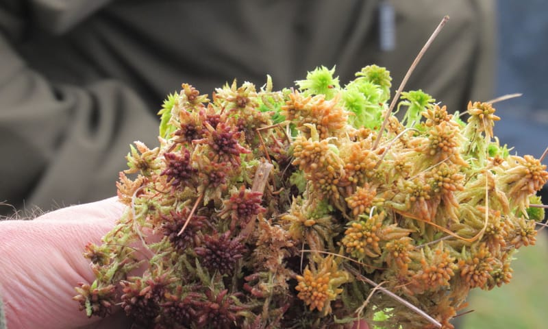 Veenmos op het Fochteloerveen