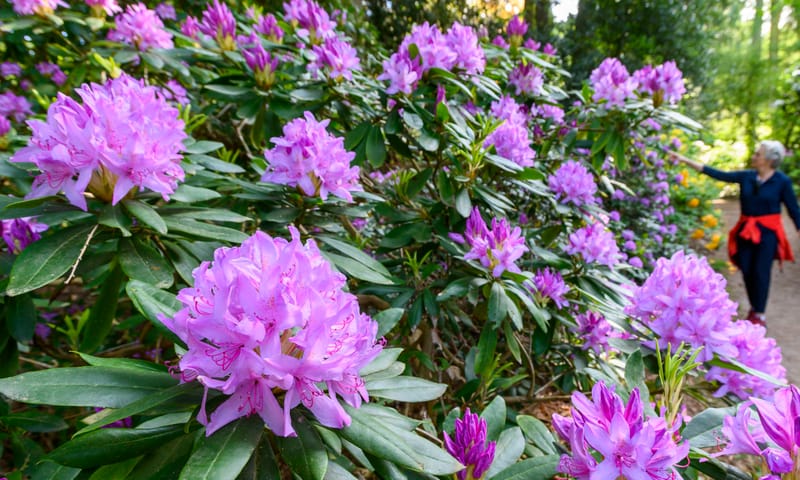 Op Gooilust wandel je tussen de rododendrons door.