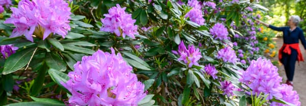 Op Gooilust wandel je tussen de rododendrons door.