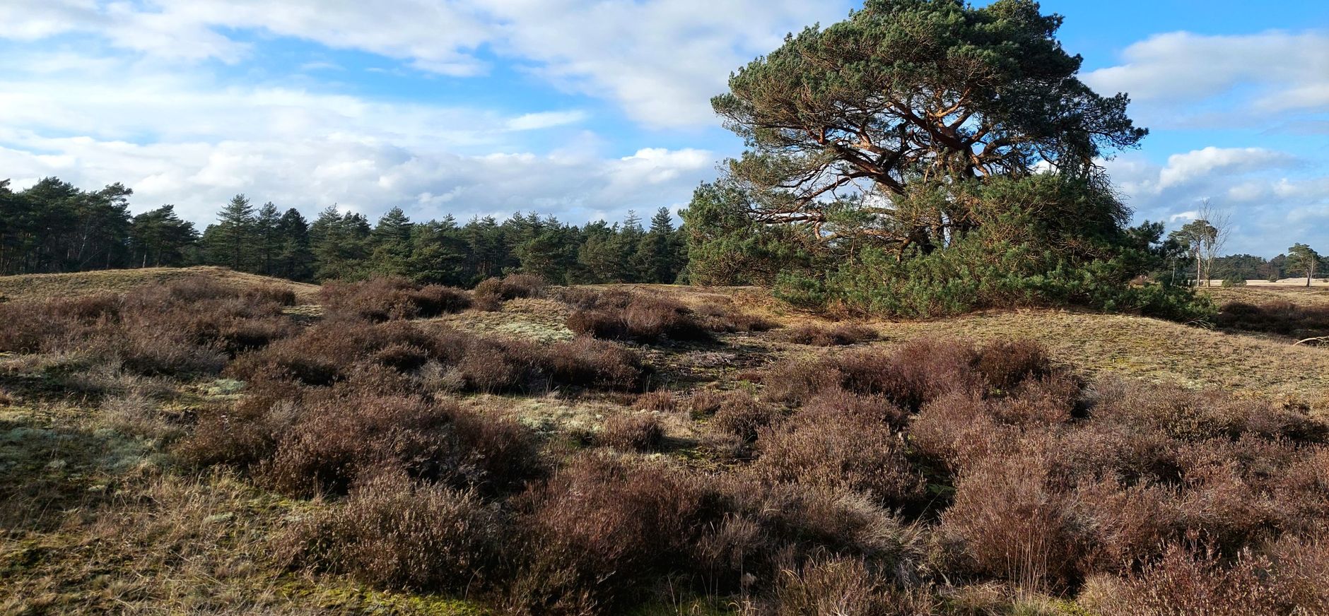 heide